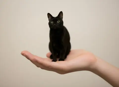 Close-up of a miniature cute pet looking down on the palm of his hand