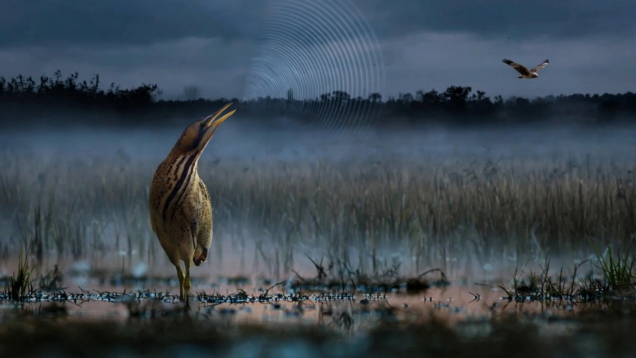 The Bittern's Distant Boom