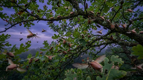 Cockchafers at Dusk