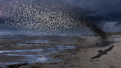 Dunlin at Dusk