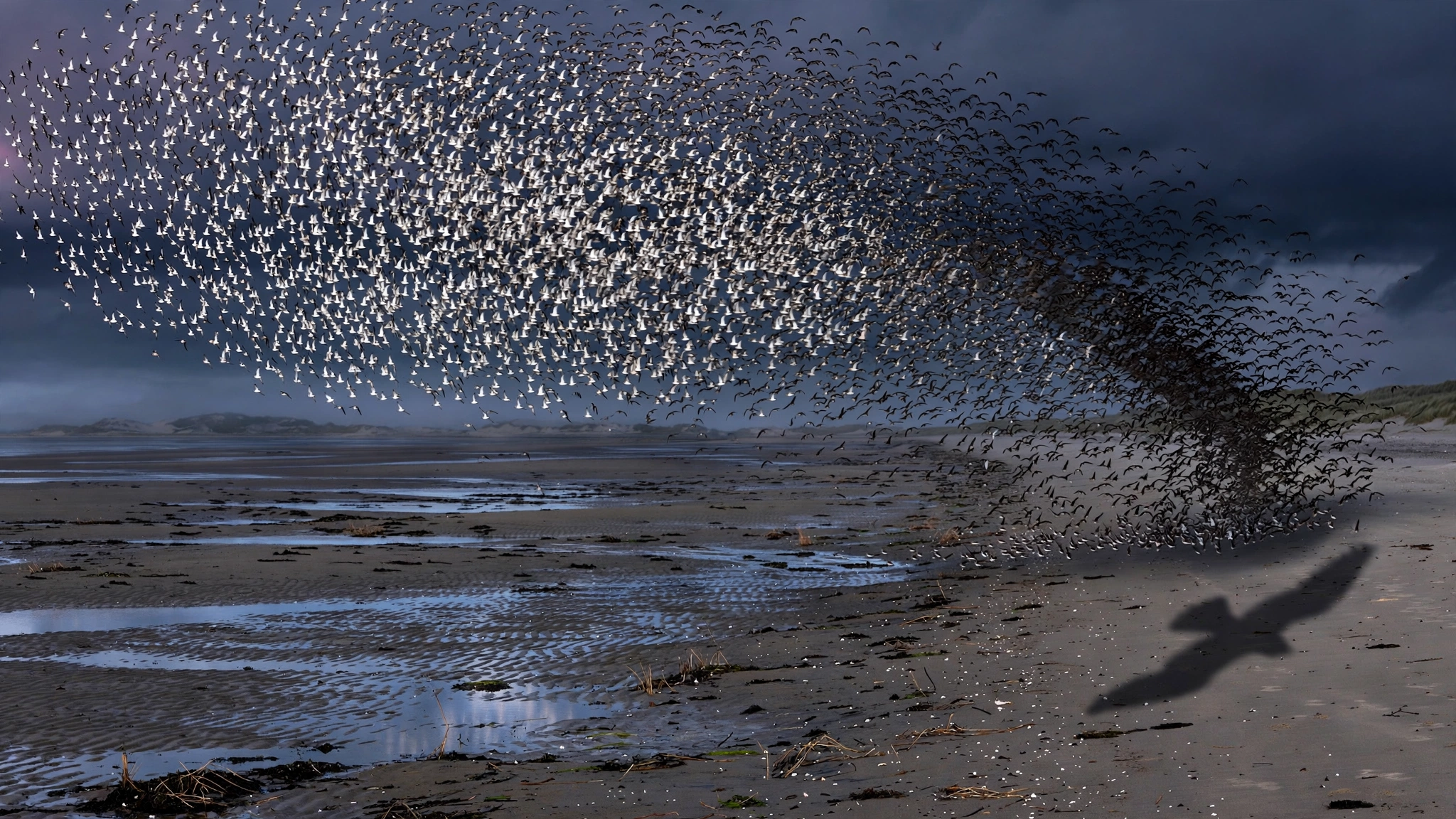 Dunlin at Dusk