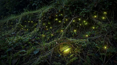 Glow-Worms on the Hedge Bank