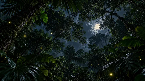 The Canopy at Midnight