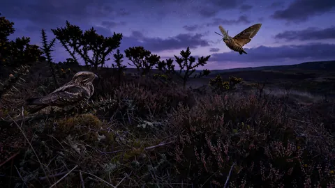 Nightjars on the Heath