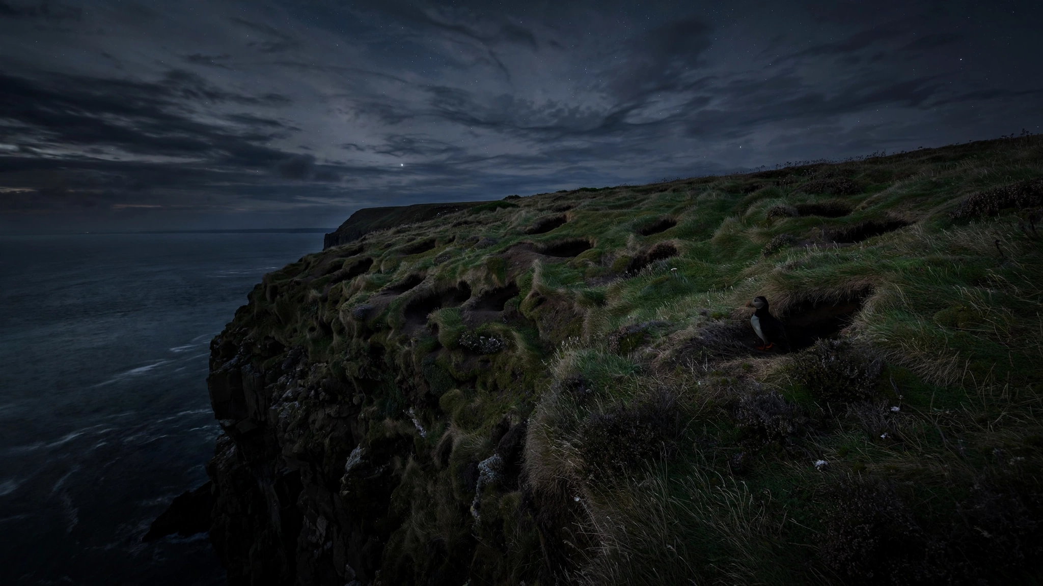 Puffins After Dark