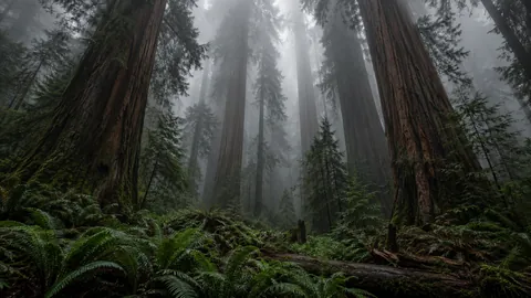 Pillars of the Fog